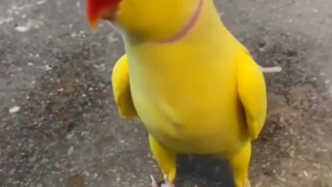 Cute parrot🦜 cute parrot baby