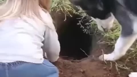 Nonsense cat funny video