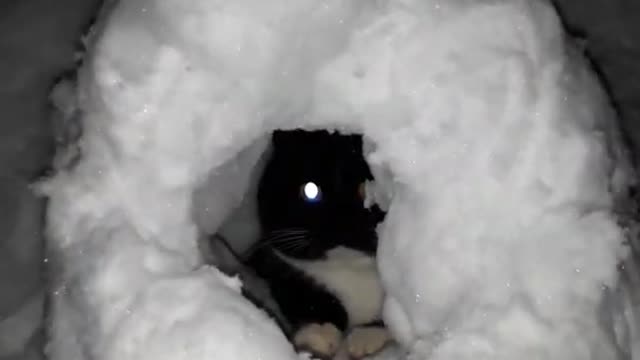 kitty in a rocket made of snow