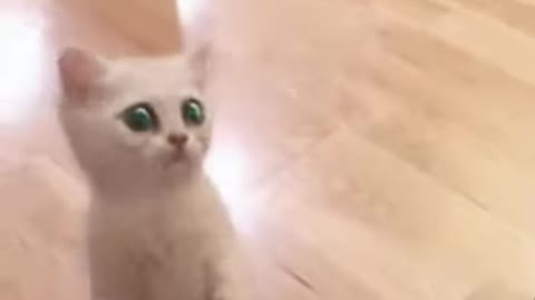 Cute and funny cats Videos cutest moment !