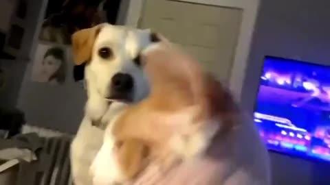 Laughing Out Loud: Cats and Dog's All-Time Best Funny Flicks and Clips"