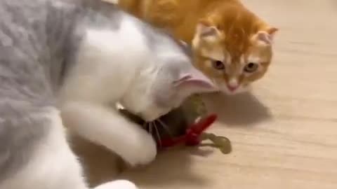 Cute pets 🐕 funny video pets paradise | pets land | pets video | cat video | cat pets | cat sound #pets cat