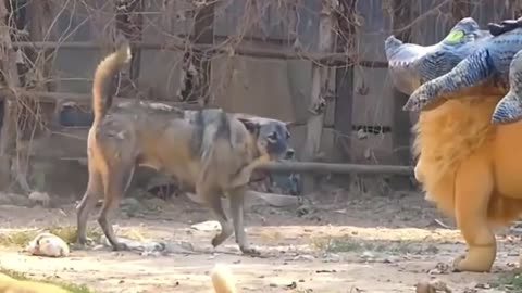A Funny Videos of Fake Lion and Fake Tiger Prank Dogs