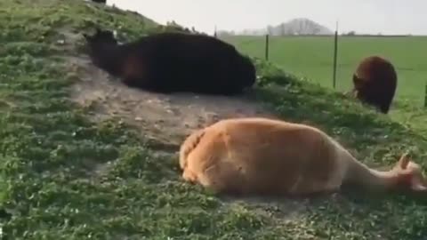 Two baby alpakas synchronized dirt rolling