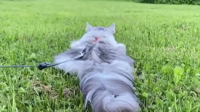 #cats #pancat #veryflat #siberiancat #Takeyourcatoutdoors #catonaleash #catsareliquid