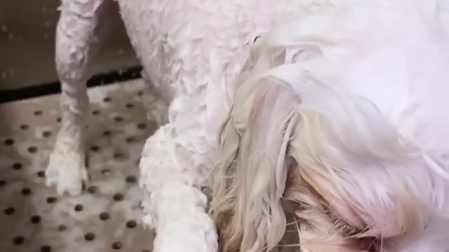 dog fany video