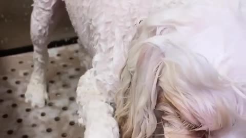 dog fany video