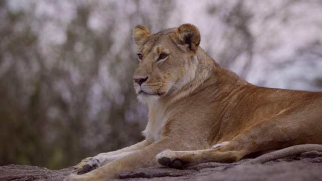 Rare Glimpse Lioness Resting On A Rock 🔥