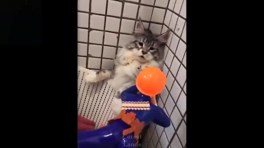 Cute and funny pets. Try to not laugh to this pets compilation.