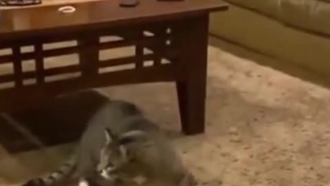 Scared Cat🙀😹