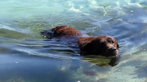 This Beautiful Dog Loves Swimming In The Lake - Summer Time!