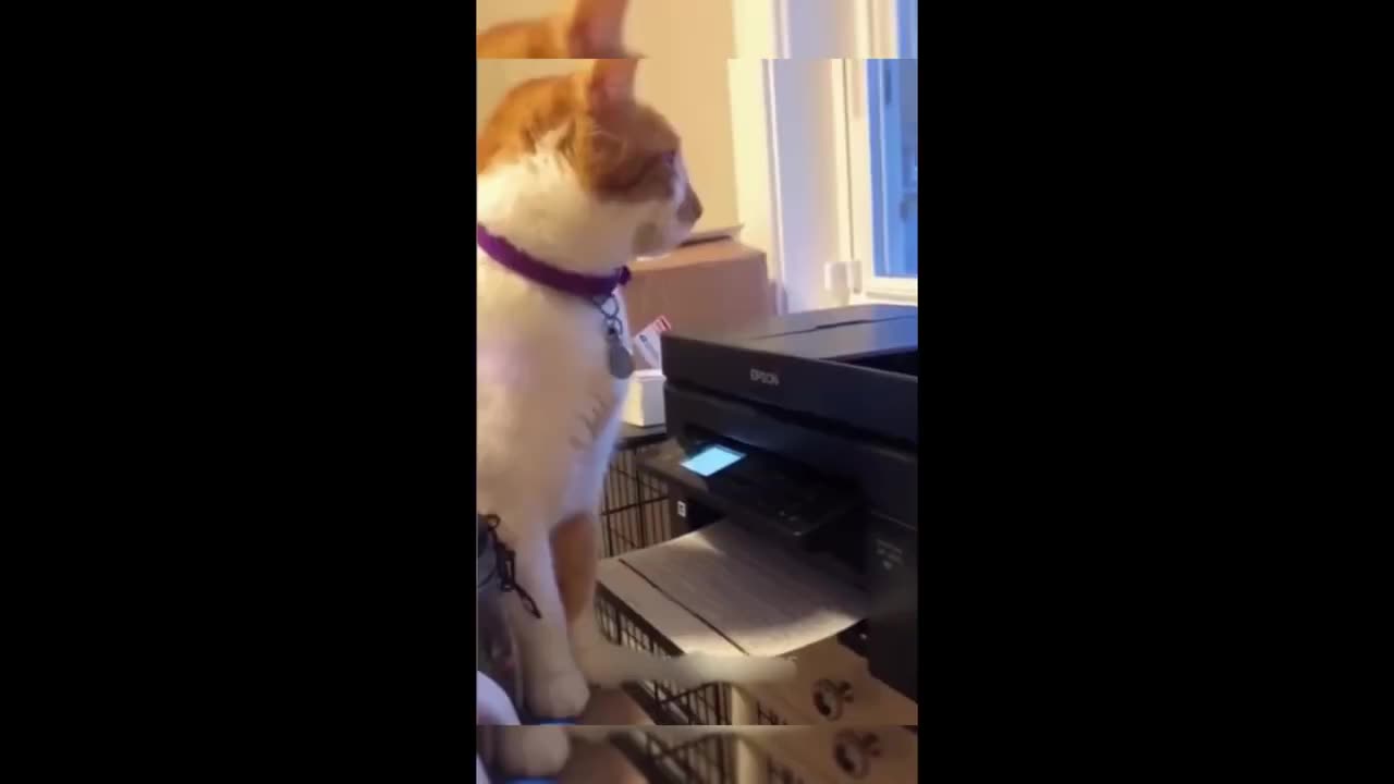 Funny animals 2023