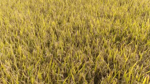 Khet chawal