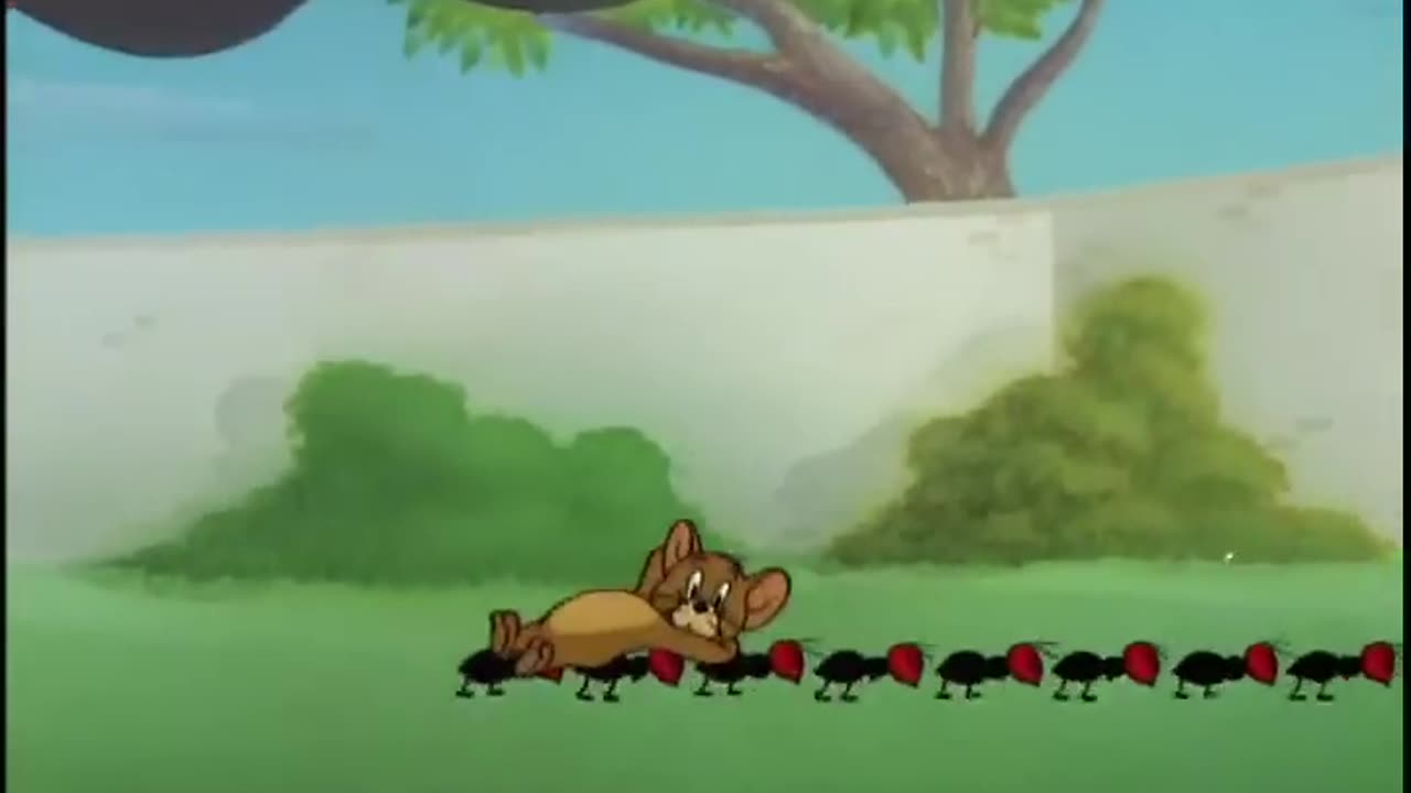 tom and jerry