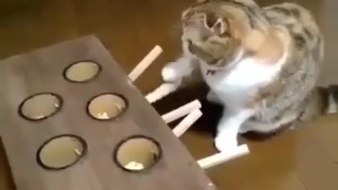 The cat is playing to catch mouse