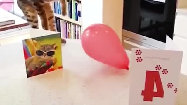 Funny cat Videos 2021🤣 🐶 get ready 2 laugh soo laud !!!