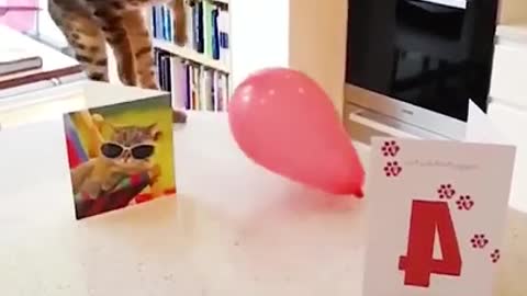 Funny cat Videos 2021🤣 🐶 get ready 2 laugh soo laud !!!