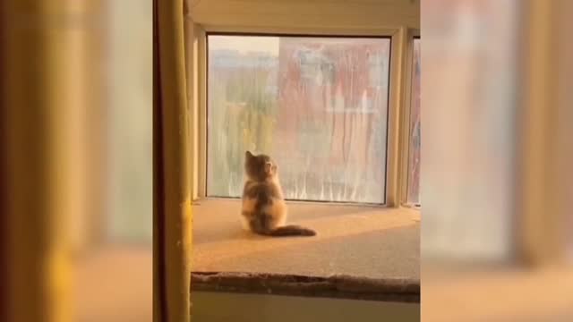 Cute cat from childhood to childhood