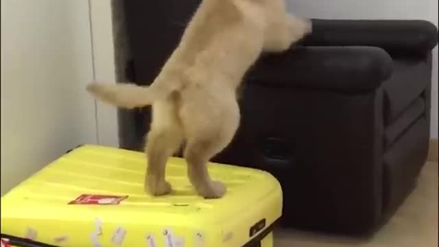 What a cute retriever!