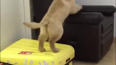 What a cute retriever!