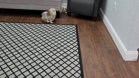 Puppies Playing