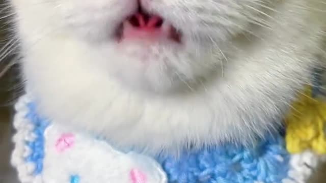 Naughty cat