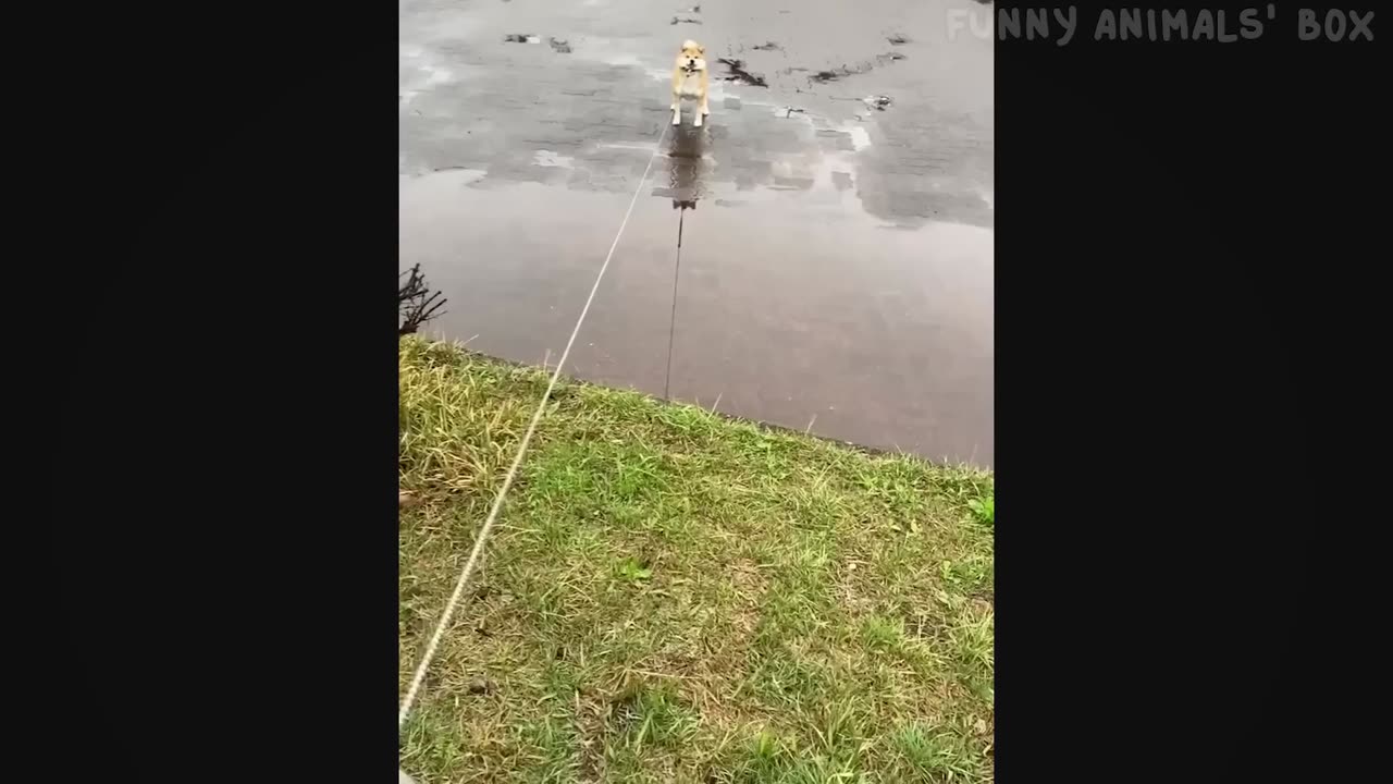 Funny Dog And Cat Videos 🐈😘🐕 - Best Funny Animal Videos 2023 🤣 #6.mp4