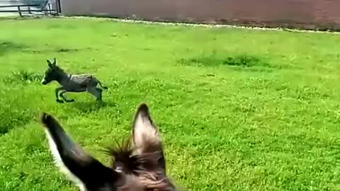 Super Cute Baby Donkey