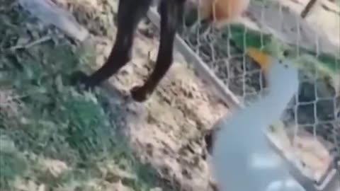 Funniest Cats and Kittens Meowing Compilation