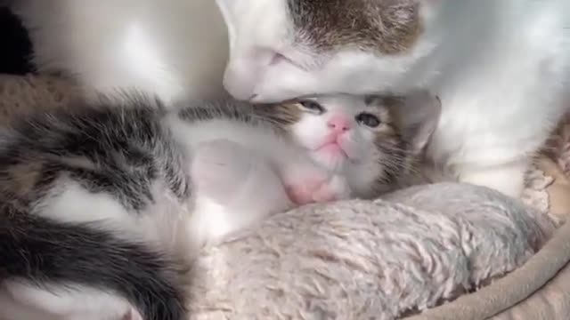 "Throwback to Joey’s first time meeting a kitten! 🥰⁠