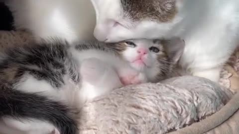 "Throwback to Joey’s first time meeting a kitten! 🥰⁠