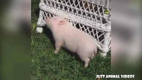 Cute Piglets given attention.