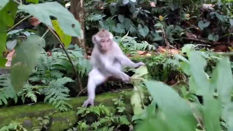 Very funny monkey