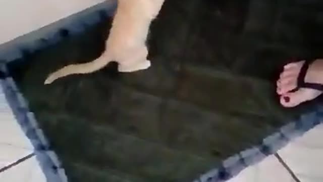 Cat taking a bottle the way you've never seen it