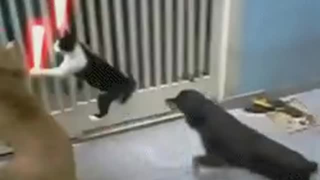 cute animal funny