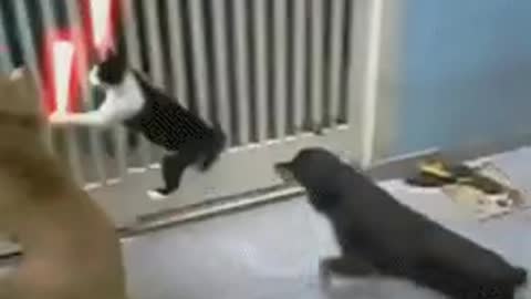 cute animal funny