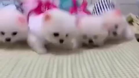 Cute Puppies