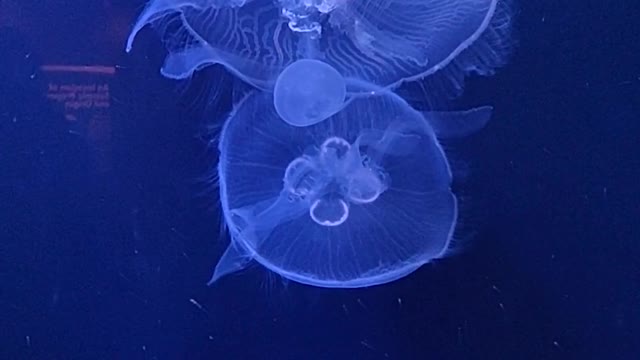 the jellyfish swimming show