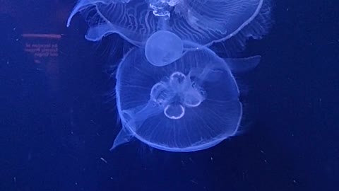 the jellyfish swimming show