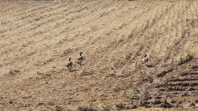 한국 시골의 오리