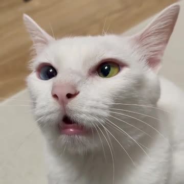 Sad cat meow, so cute