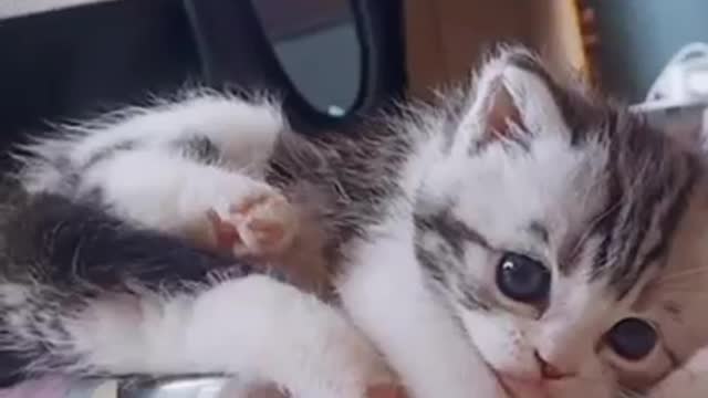 Cute pet cat ---- Selfie of cute pet cat