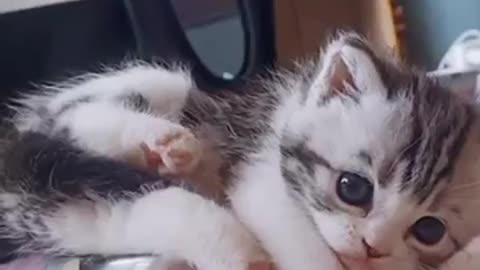 Cute pet cat ---- Selfie of cute pet cat