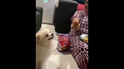 Very Funny Animal Video