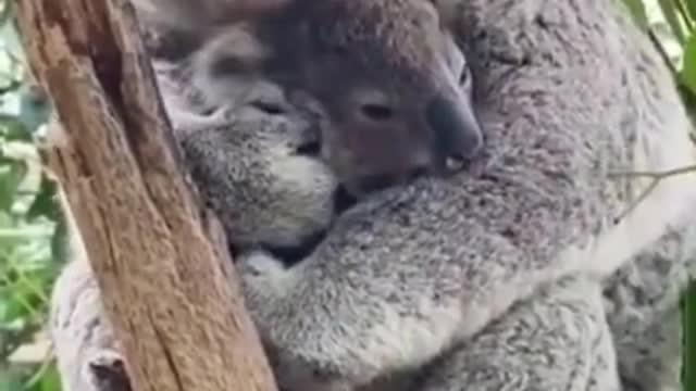 Adorable koala mother and baby moment