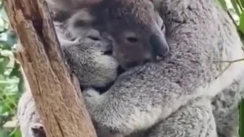 Adorable koala mother and baby moment