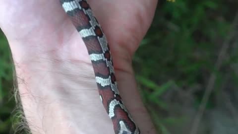 Stunning White and Red Snake Under Hiding Board! #thatmoment