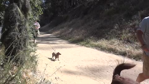 Dogs are the victims of a Bushman prank! Dogs Are Scared!