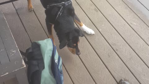 Koda scared of little ole turtle