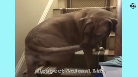 Funniest Cats 2022 Funniest Animal